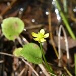 Ranunculus ophioglossifolius Fleur