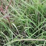 Miscanthus sinensis Likasa