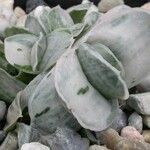 Gasteria obliqua Leaf