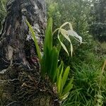 Brassavola nodosa Habit