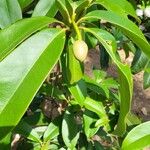 Magnolia conifera Flor