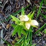 Chelone glabra Habitus