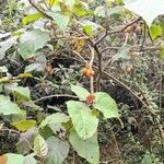 Solanum betaceum Habit