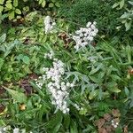 Anaphalis triplinervis Çiçek