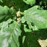 Quercus petraeaFruit