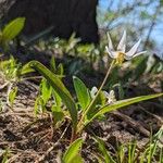 Erythronium albidum Blüte