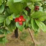 Ochna thomasiana Fruit