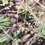 Galium spurium फल