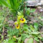 Ophrys luteaFolha