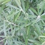 Genista linifolia ഇല