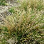 Carex filifolia Feuille