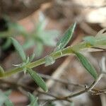 Paronychia capitata Leaf