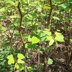 Reynoutria japonica 叶