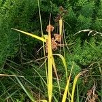 Scirpus atrovirens Fula