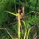 Scirpus atrovirens 花