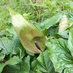 Arum italicum x Arum maculatum Hoja
