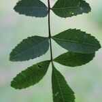 Schinus terebinthifolius List