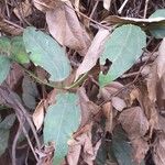 Thunbergia grandiflora पत्ता