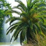 Phoenix canariensis Hábito