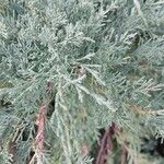 Juniperus chinensis Листок