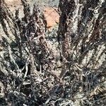 Myrothamnus flabellifolius ഇല