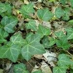 Hedera helixLeaf