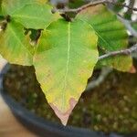 Fagus crenata ഇല