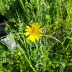 Taraxacum rubicundum 花