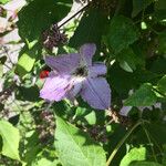 Clematis integrifolia अन्य