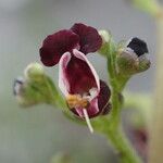 Scrophularia canina 花