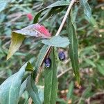 Berberis gagnepainii Frukt