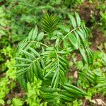 Sorbus americana Lapas