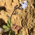 Myosotis minutiflora Fula