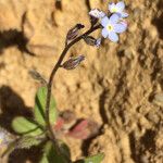 Myosotis minutiflora ফুল