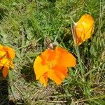 Eschscholzia californica花