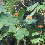 Jatropha podagrica Ліст