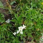 Androsace obtusifolia Blüte