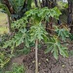 Carica papaya 叶