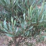 Acacia confluens List