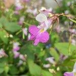 Impatiens balfouriiFlower