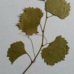 Vitis rupestris Лист