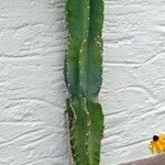 Cereus hexagonus ഇല