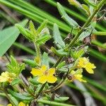 Goodenia heterophylla ഇല