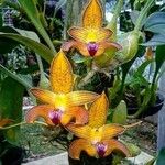 Bulbophyllum lobbii ফুল