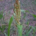 Sorghum bicolor Folha