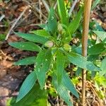 Alstroemeria ligtu Foglia