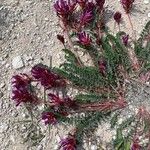 Astragalus monspessulanus Floare