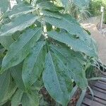Castanospermum australe Frunză