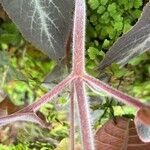 Kohleria amabilis 樹皮