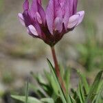 Trifolium alpinum autre